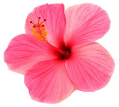Hibiscus from Egypt